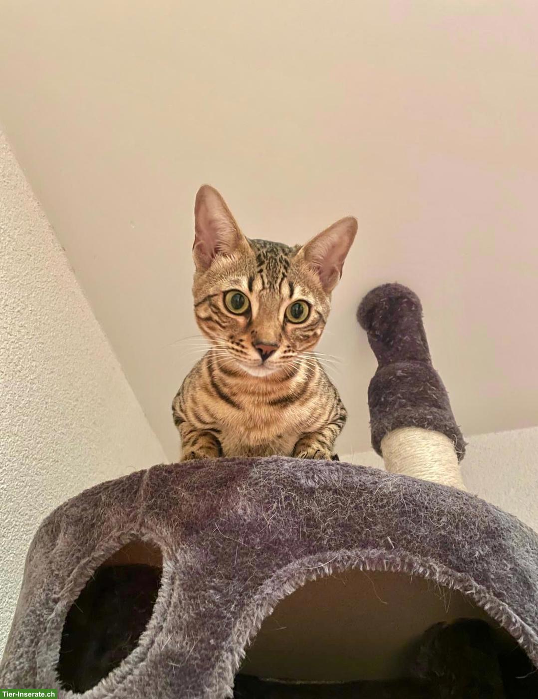 Bild 6: Bengal Katze Stella sucht ein liebevolles Zuhause