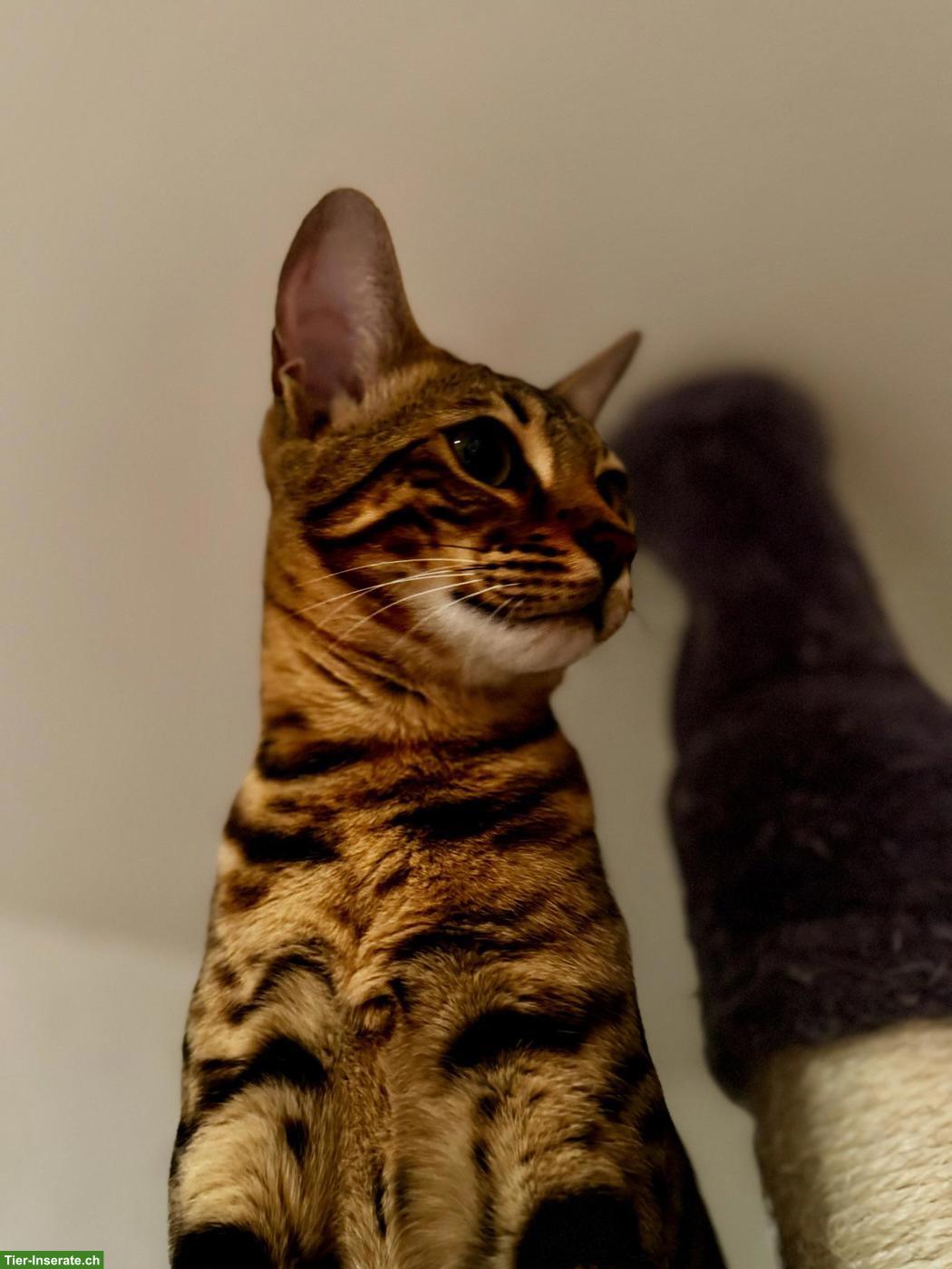 Bild 7: Bengal Katze Stella sucht ein liebevolles Zuhause