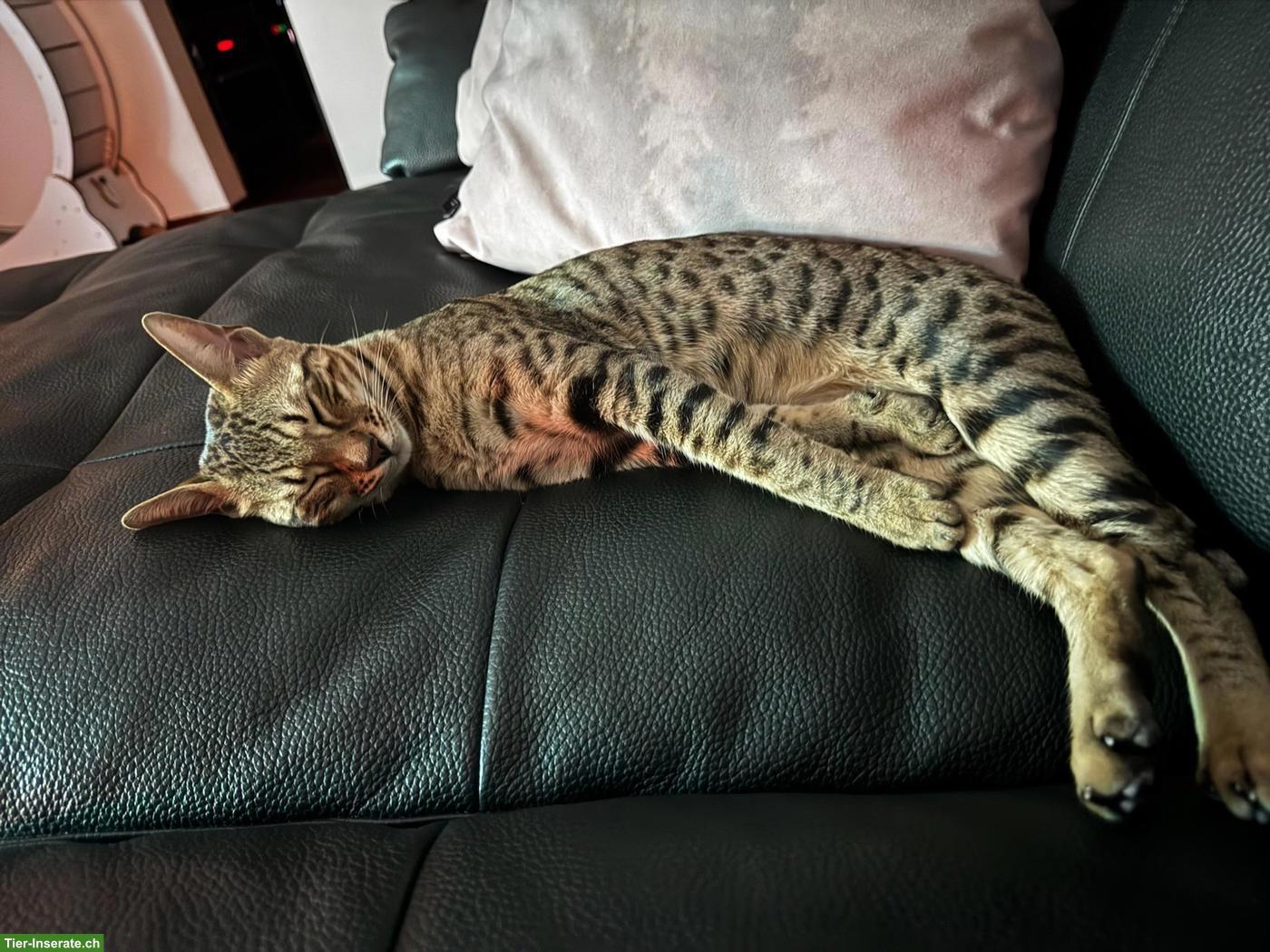 Bild 8: Bengal Katze Stella sucht ein liebevolles Zuhause