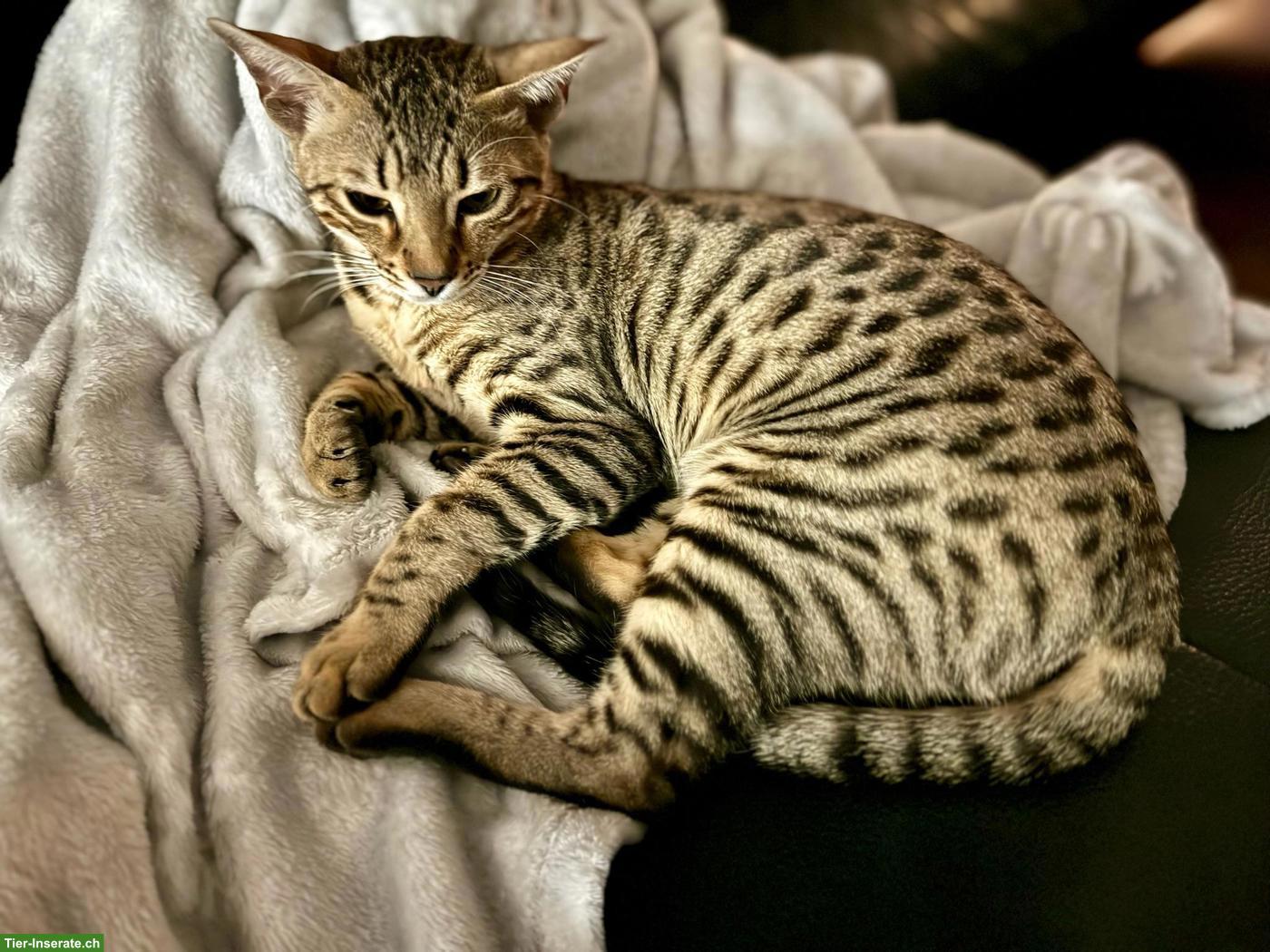 Bild 9: Bengal Katze Stella sucht ein liebevolles Zuhause