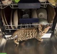Bengal Kitten suchen ihr Für-immer-Zuhause ✨🐾