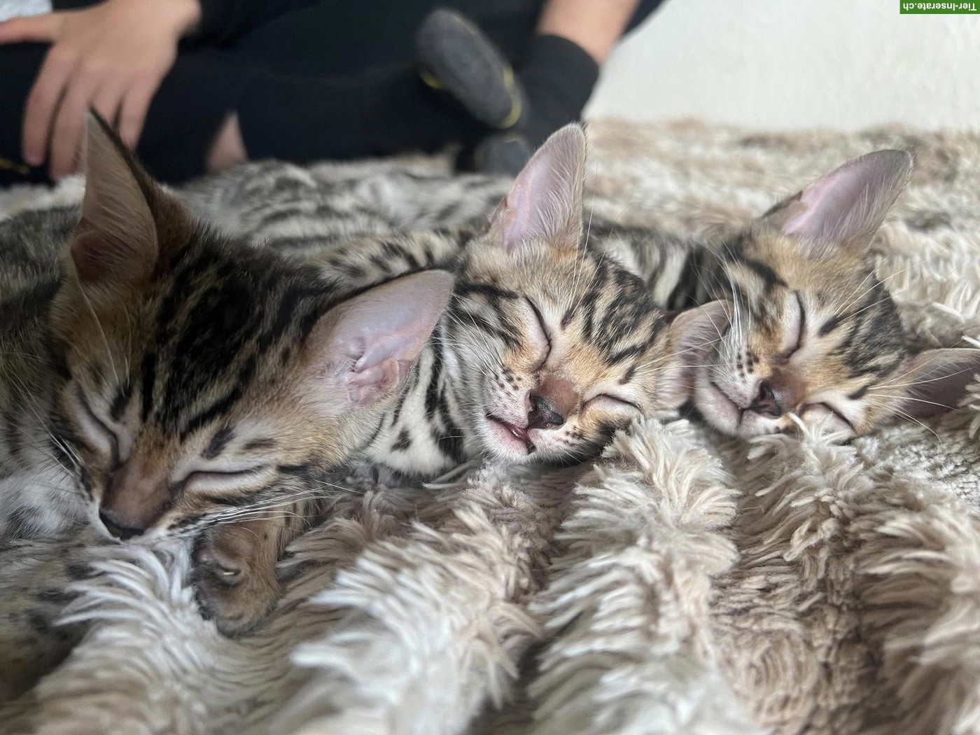 Bild 10: Bengal Kitten suchen ihr Für-immer-Zuhause ✨🐾