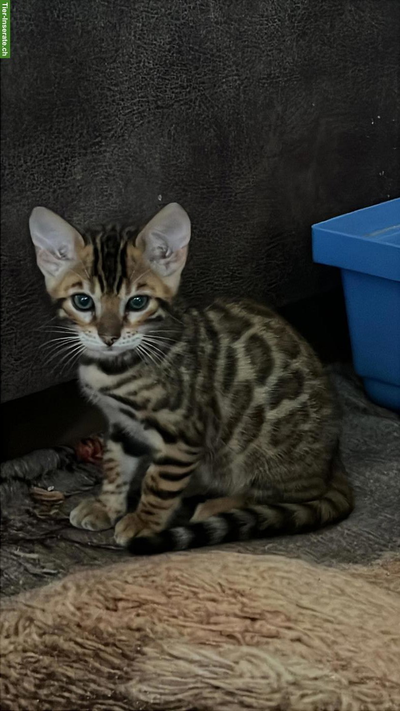 Bild 2: Bengal Kitten suchen ihr Für-immer-Zuhause ✨🐾
