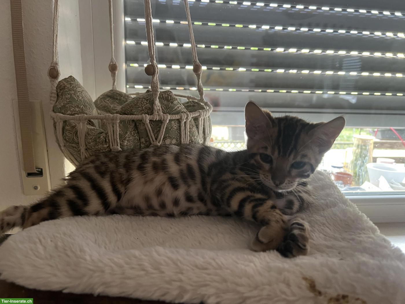 Bild 3: Bengal Kitten suchen ihr Für-immer-Zuhause ✨🐾