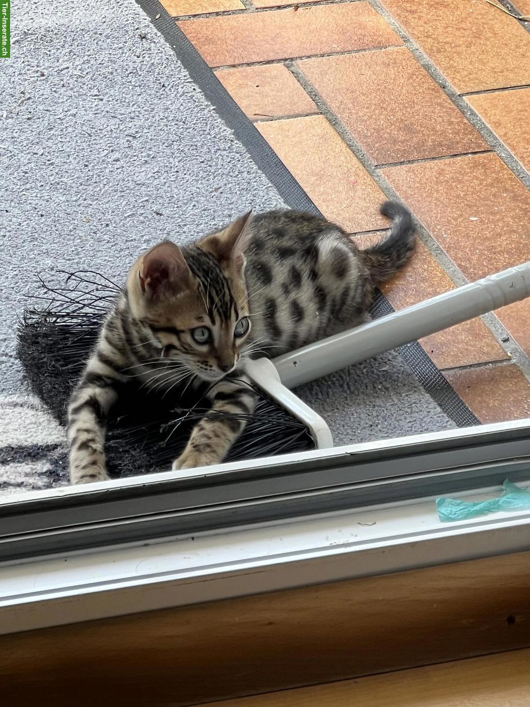Bild 4: Bengal Kitten suchen ihr Für-immer-Zuhause ✨🐾