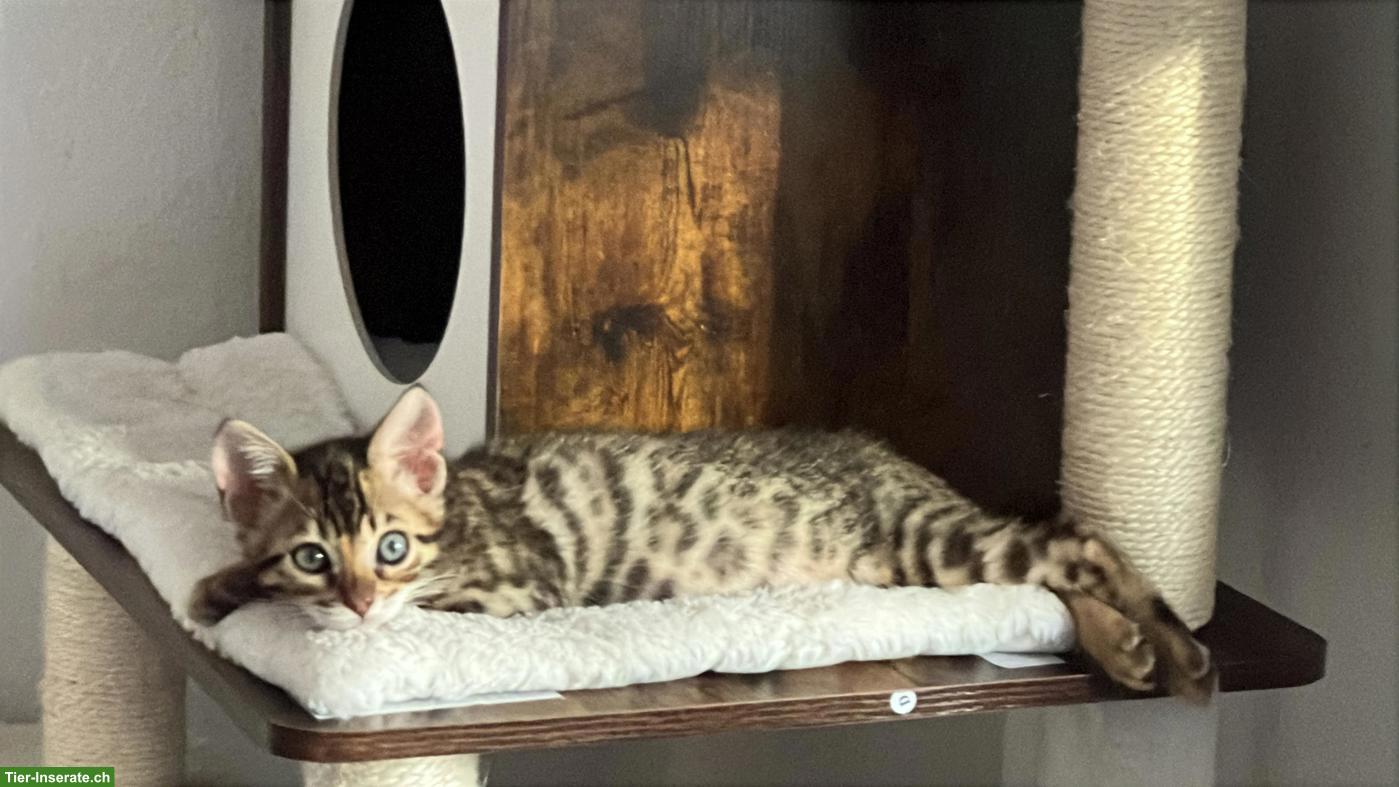 Bild 5: Bengal Kitten suchen ihr Für-immer-Zuhause ✨🐾