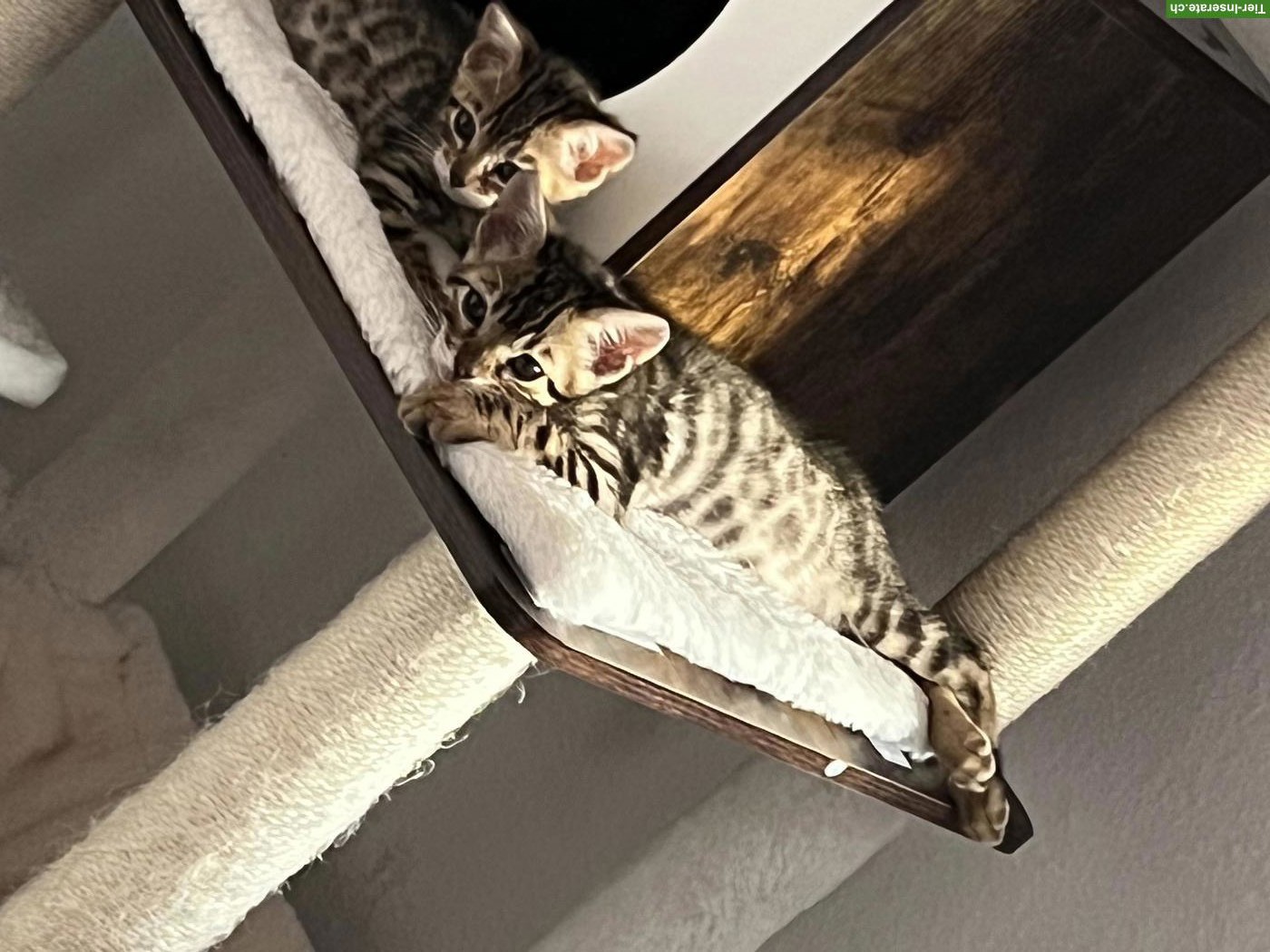 Bild 6: Bengal Kitten suchen ihr Für-immer-Zuhause ✨🐾