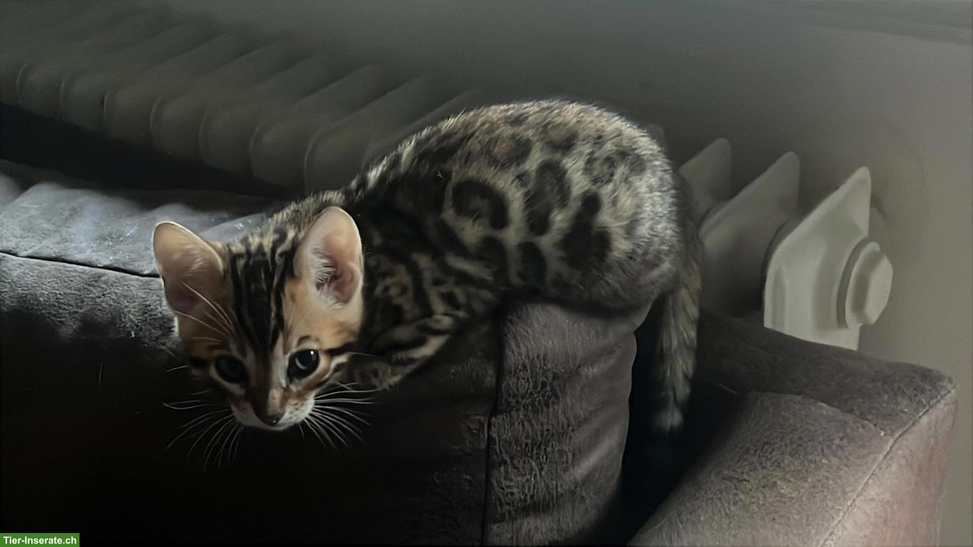 Bild 7: Bengal Kitten suchen ihr Für-immer-Zuhause ✨🐾