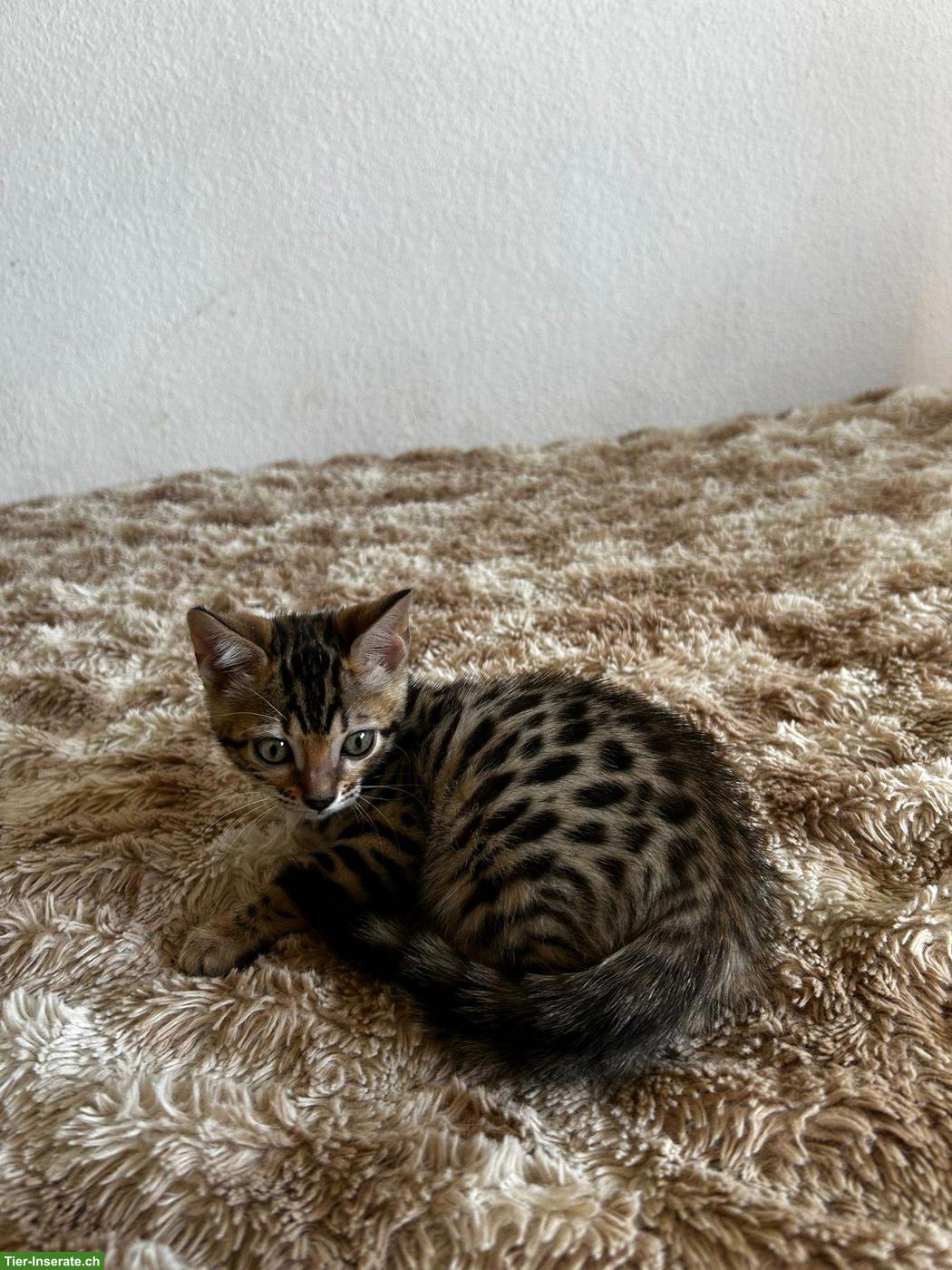 Bild 8: Bengal Kitten suchen ihr Für-immer-Zuhause ✨🐾
