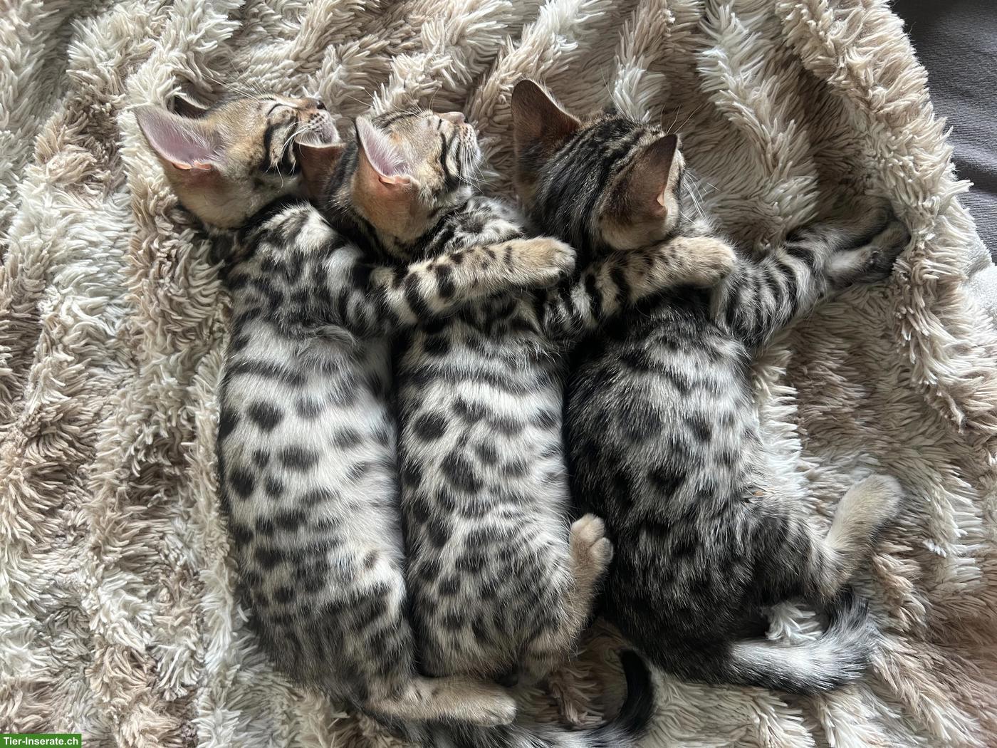 Bild 9: Bengal Kitten suchen ihr Für-immer-Zuhause ✨🐾