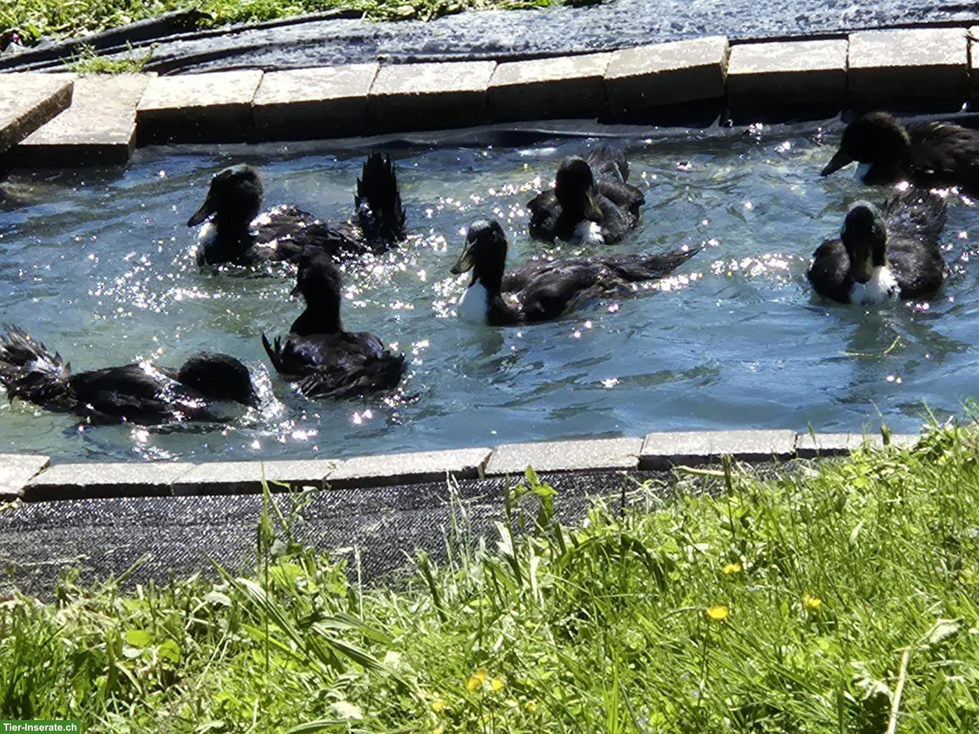 Junge Pommernenten in schwarz, Enten und Erpel