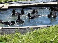 Junge Pommernenten in schwarz, Enten und Erpel