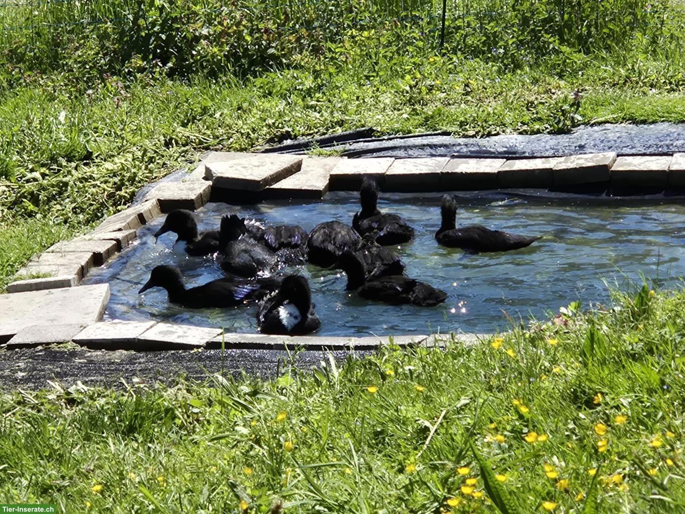 Bild 2: Junge Pommernenten in schwarz, Enten und Erpel
