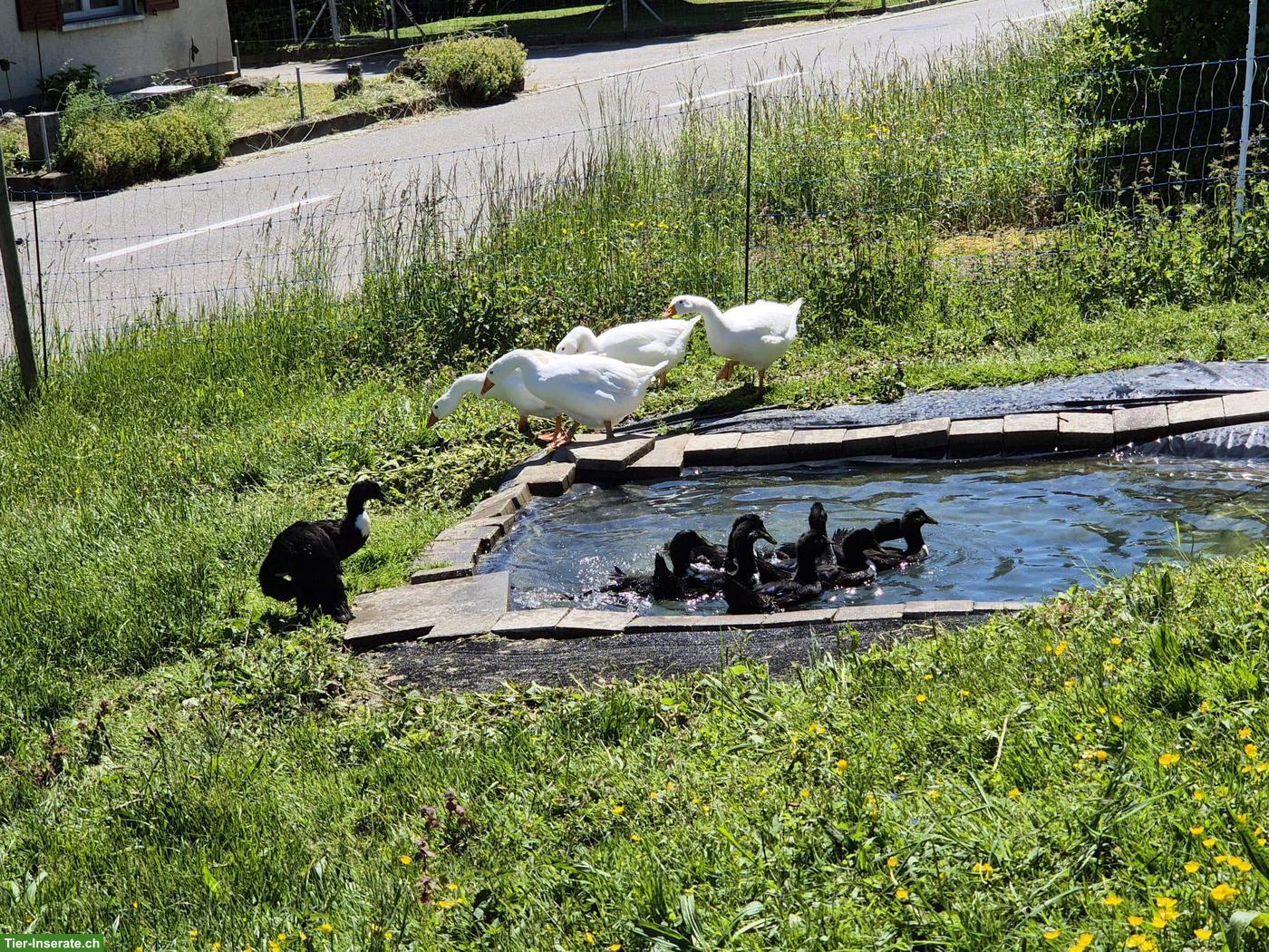 Bild 3: Junge Pommernenten in schwarz, Enten und Erpel