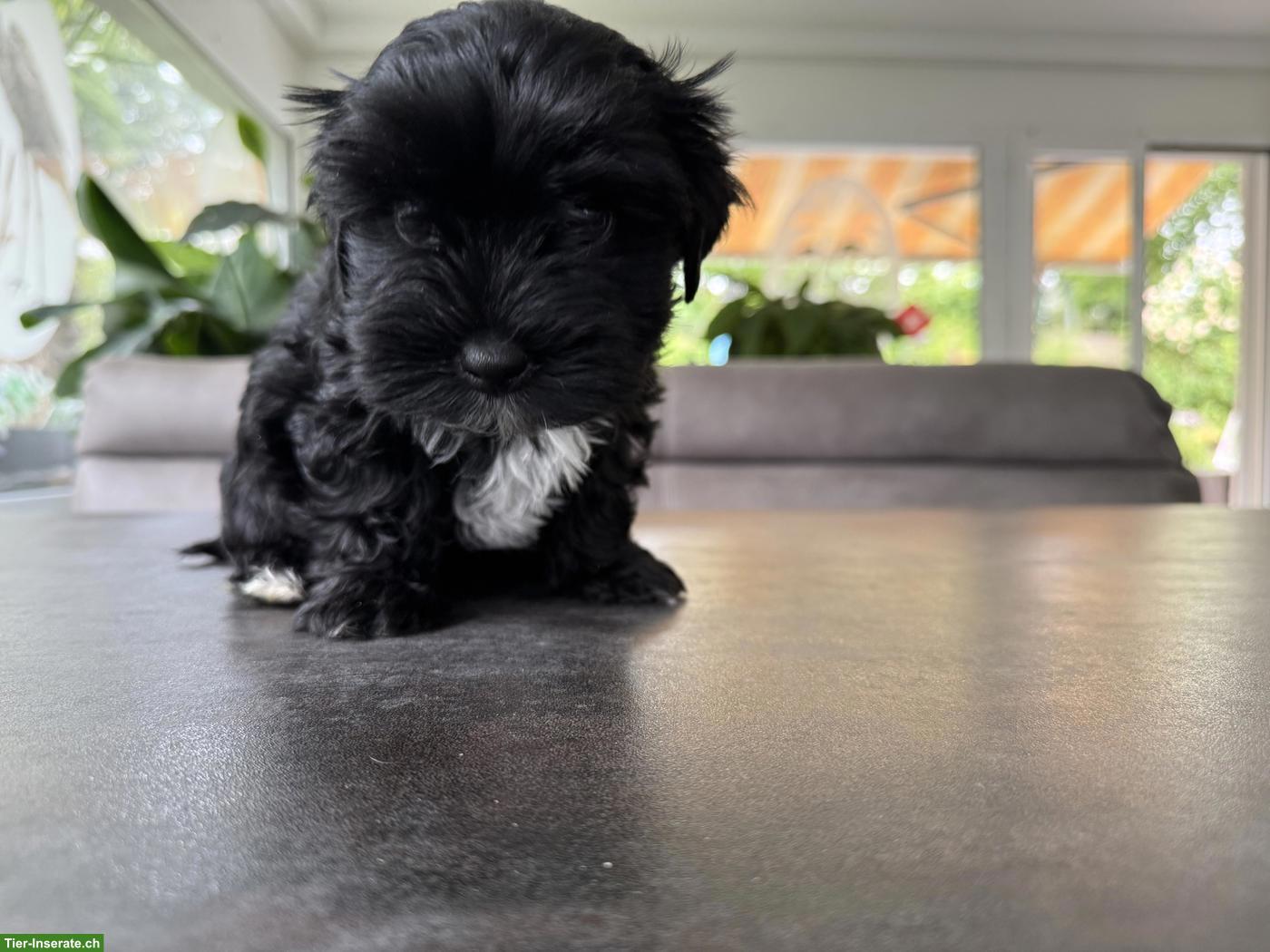 Süsser schwarzer Yorkshire Terrier Welpe, Rüde