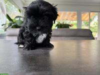 Süsser schwarzer Yorkshire Terrier Welpe, Rüde