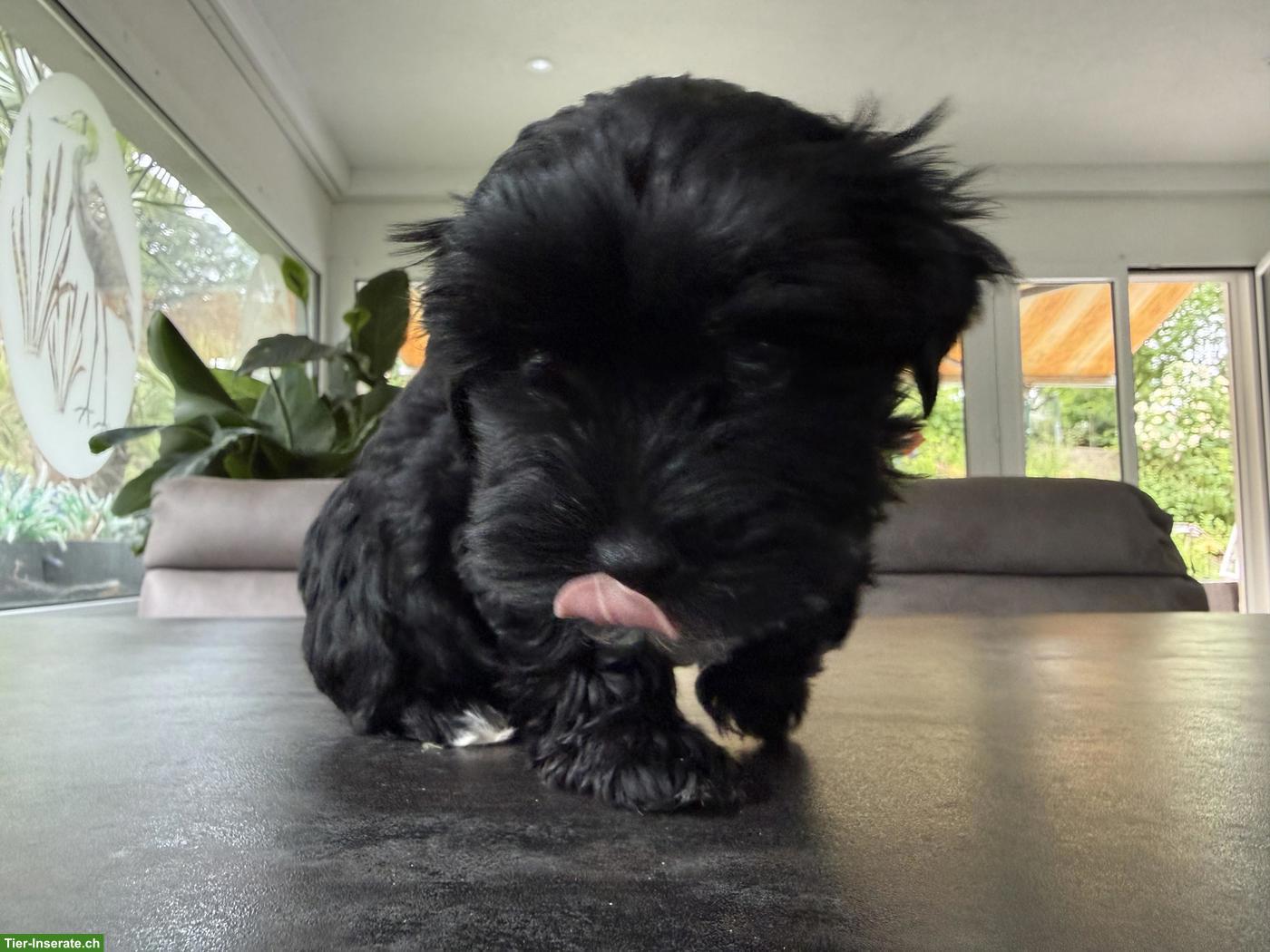 Bild 2: Süsser schwarzer Yorkshire Terrier Welpe, Rüde