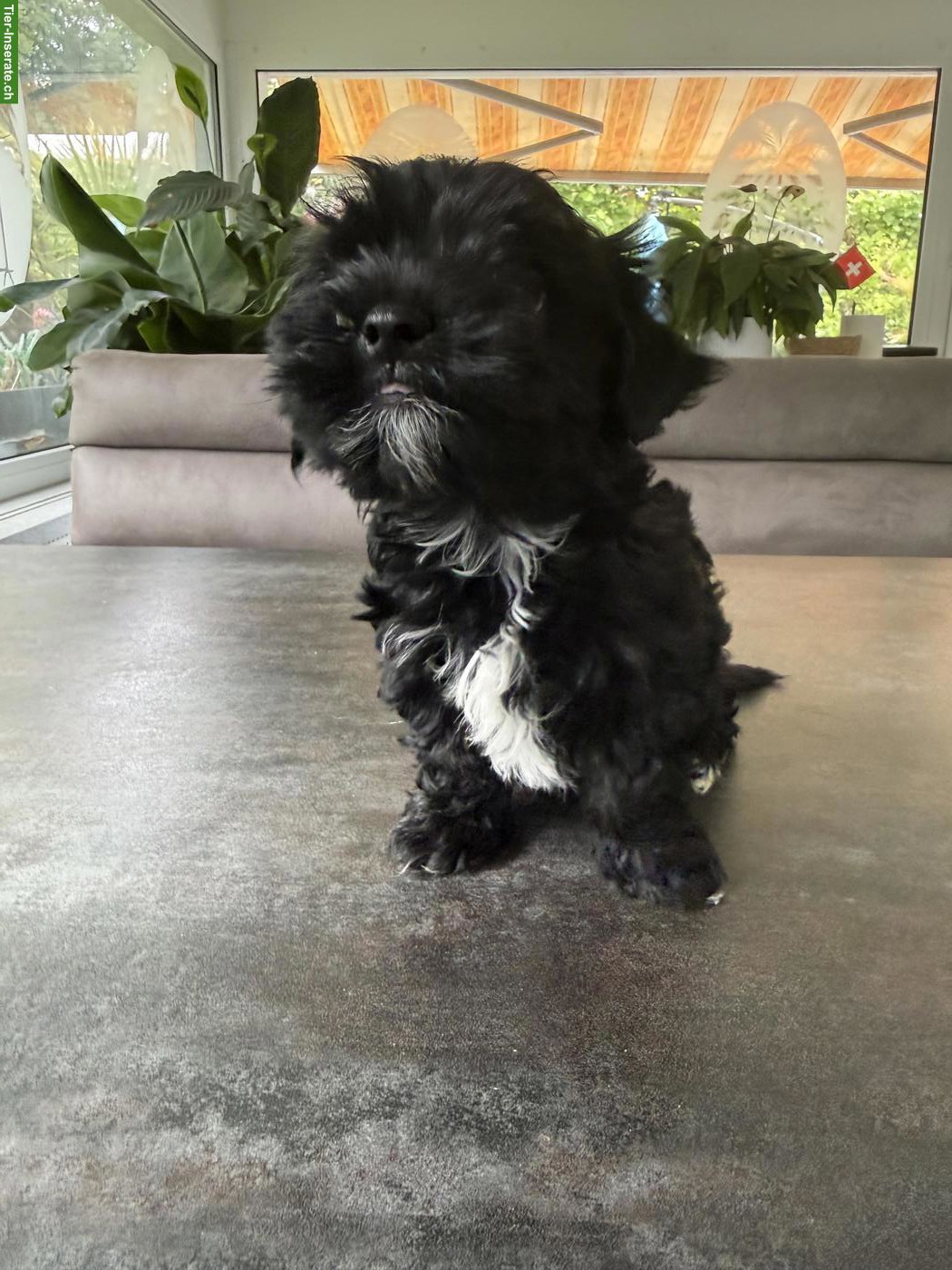 Bild 3: Süsser schwarzer Yorkshire Terrier Welpe, Rüde