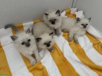 Heilige Birma Katzenbabys