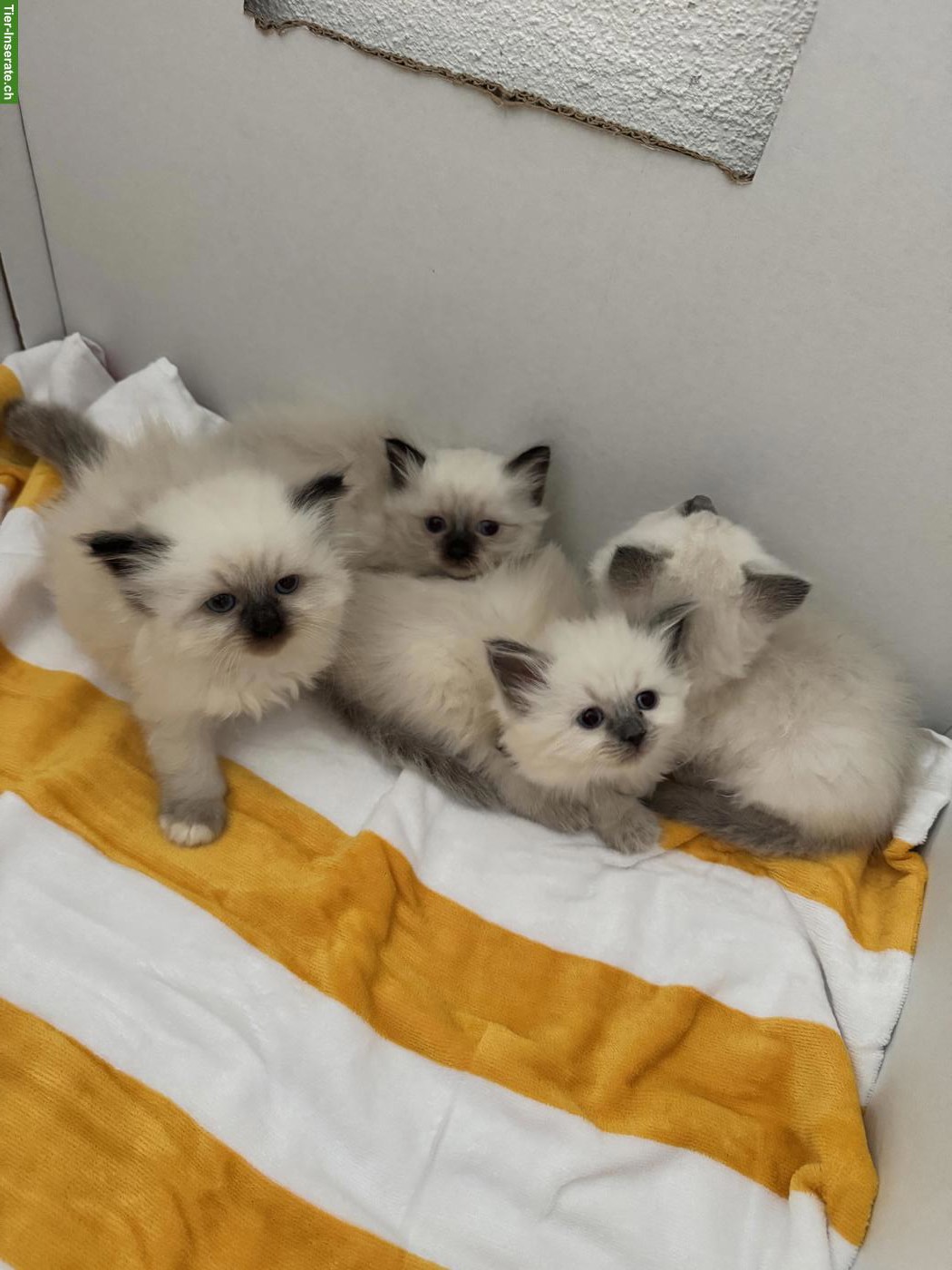 Bild 2: Heilige Birma Katzenbabys