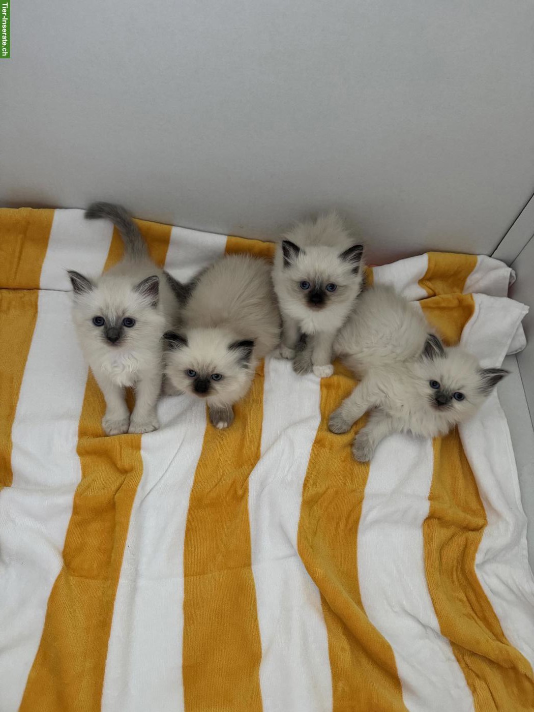 Bild 3: Heilige Birma Katzenbabys