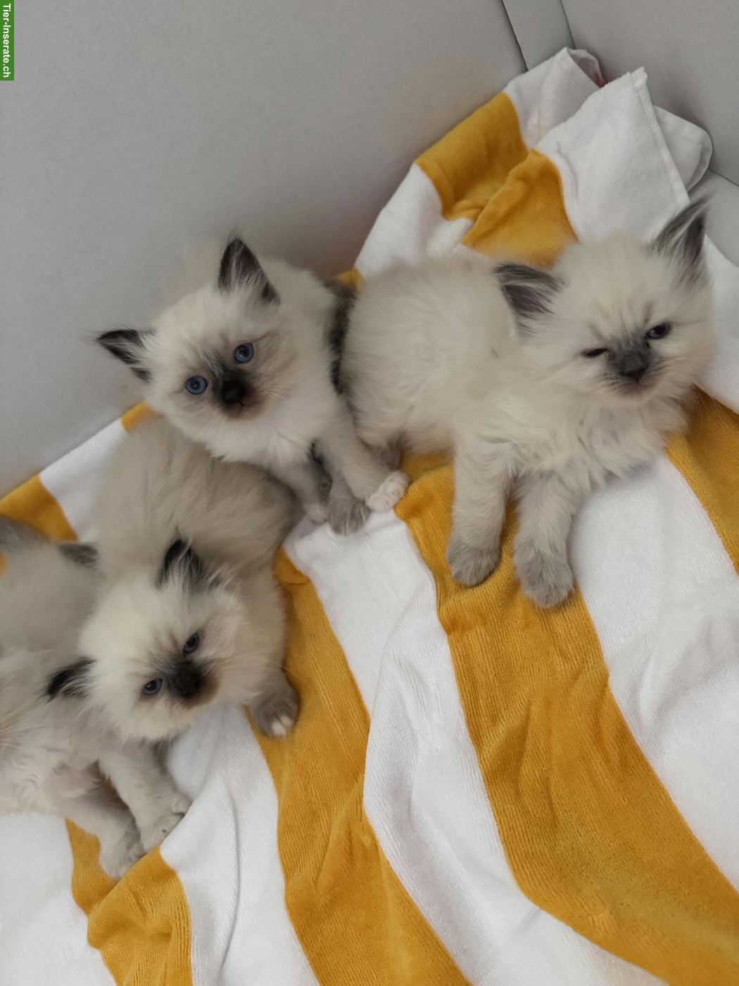 Bild 4: Heilige Birma Katzenbabys