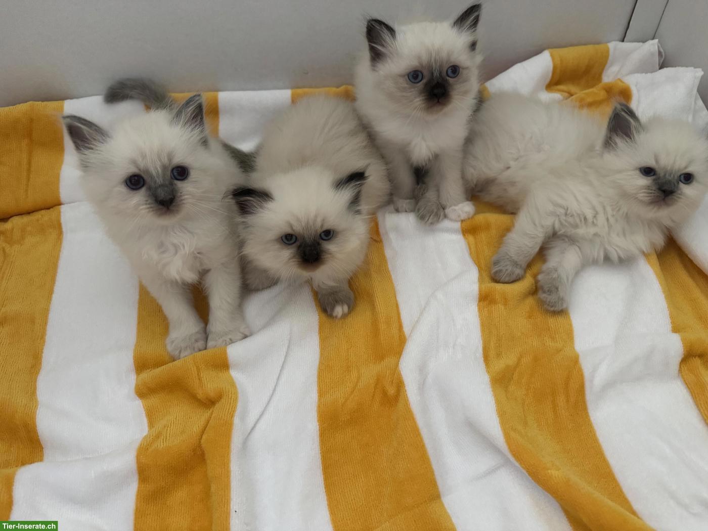 Bild 5: Heilige Birma Katzenbabys