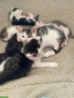 Süsse Kitten abzugeben