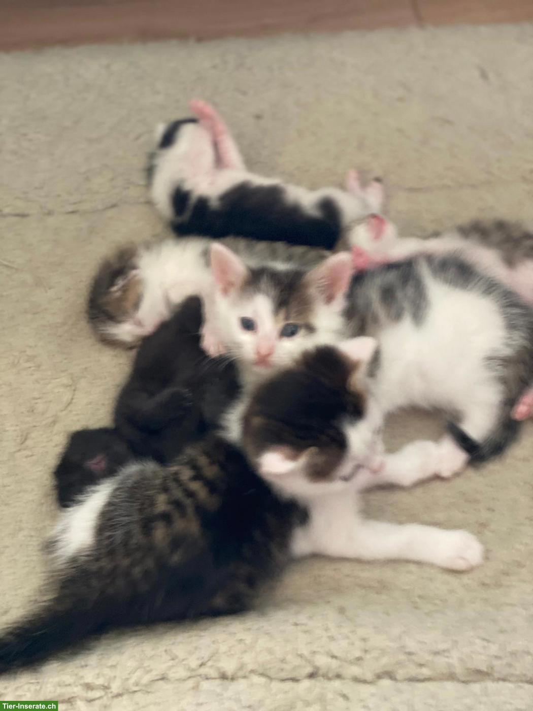Bild 2: Süsse Kitten abzugeben