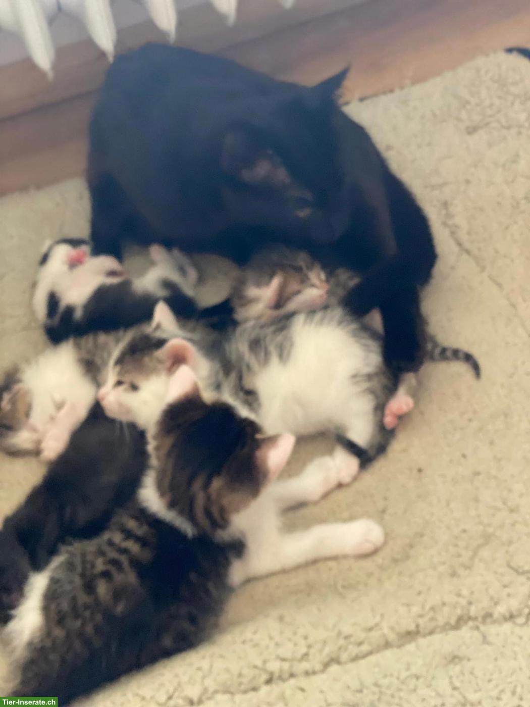Bild 3: Süsse Kitten abzugeben