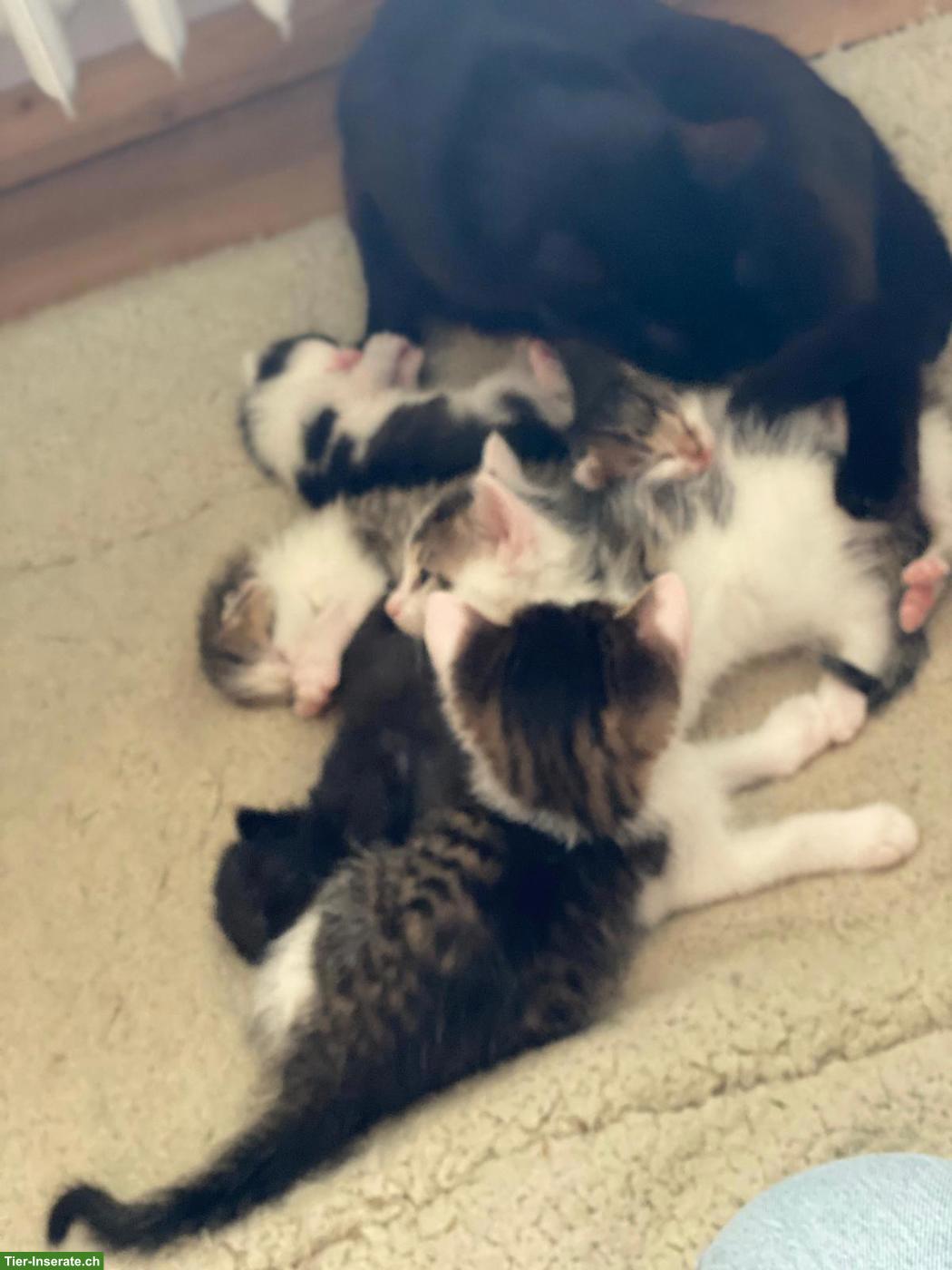 Bild 4: Süsse Kitten abzugeben