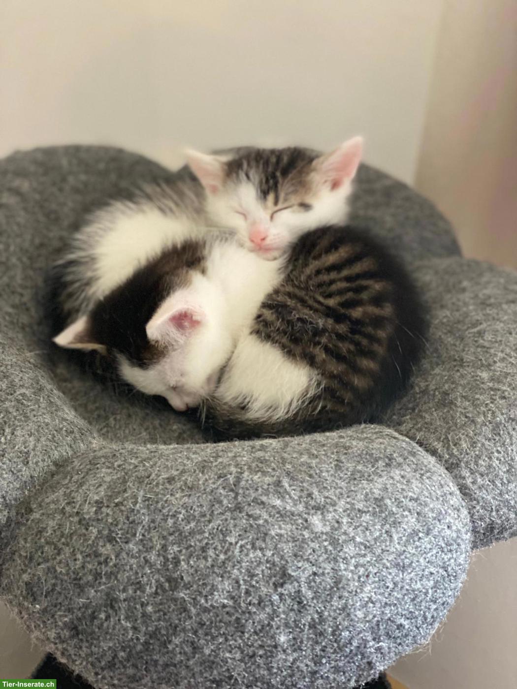 Bild 5: Süsse Kitten abzugeben