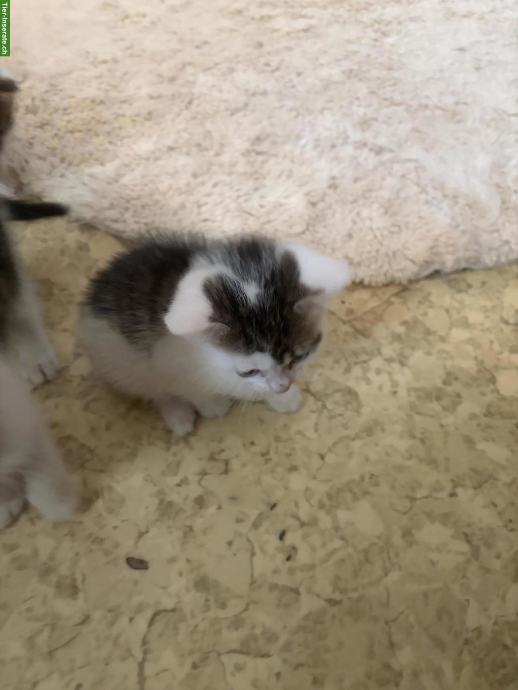 Bild 6: Süsse Kitten abzugeben
