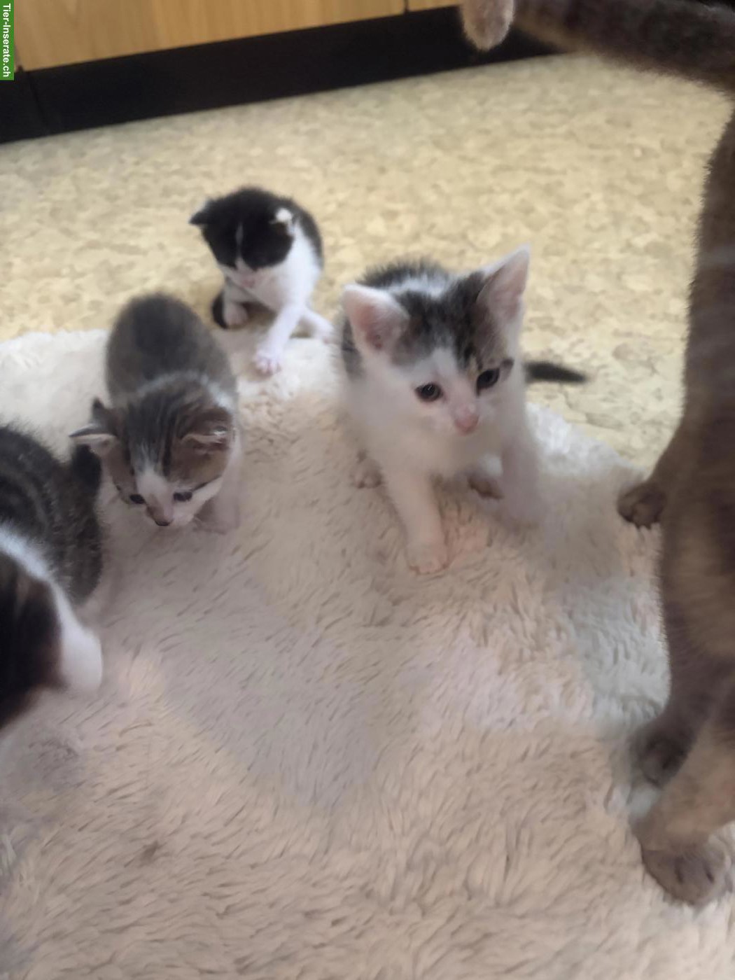Bild 7: Süsse Kitten abzugeben