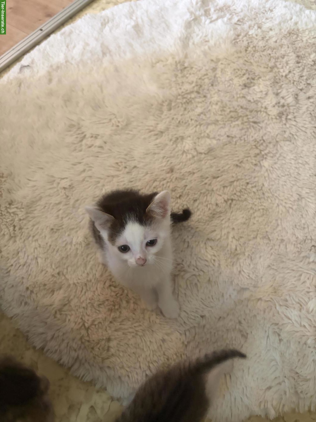 Bild 8: Süsse Kitten abzugeben