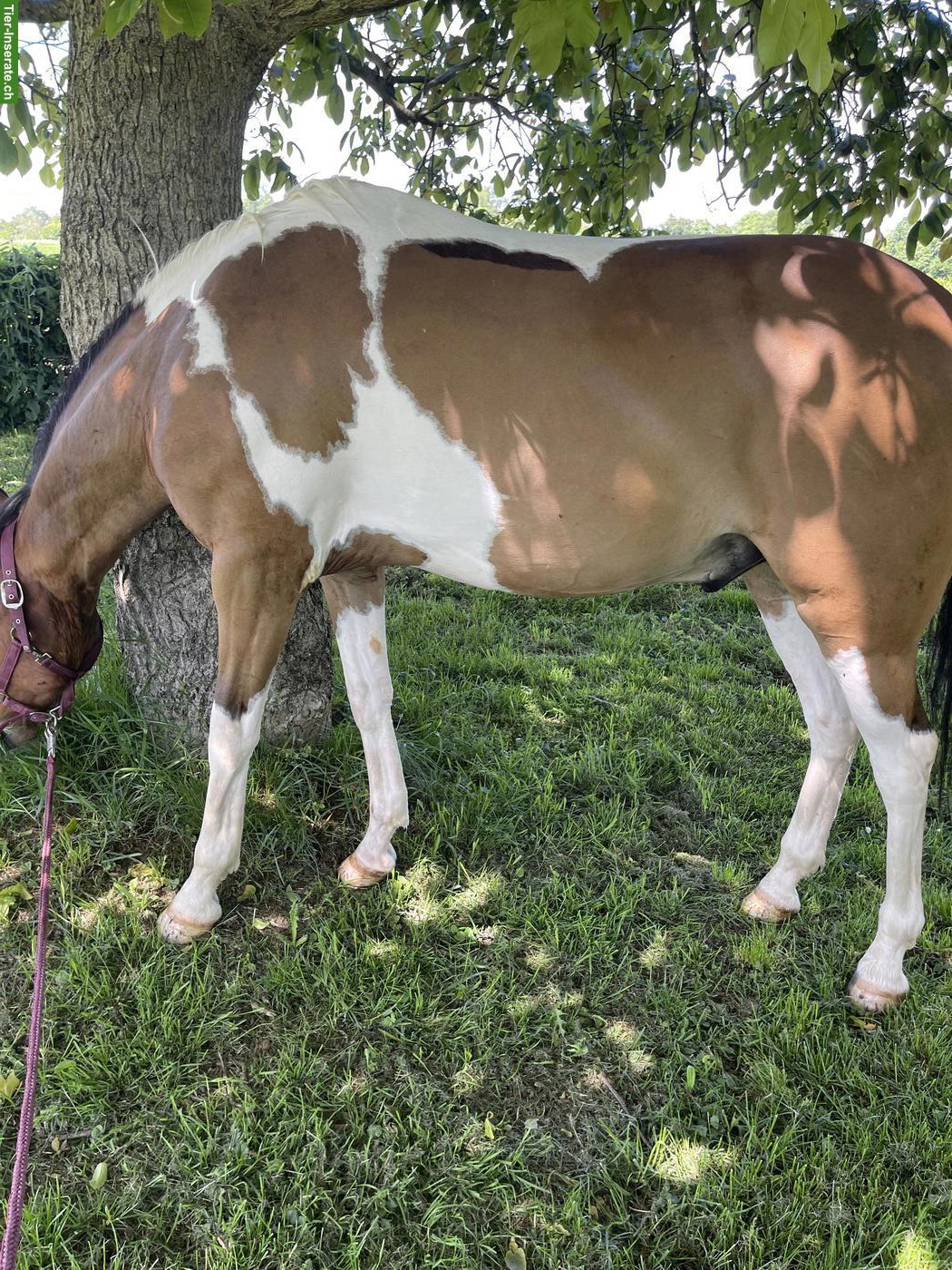 Criollo Wallach, Polo Pony, 11-jährig, zu verkaufen