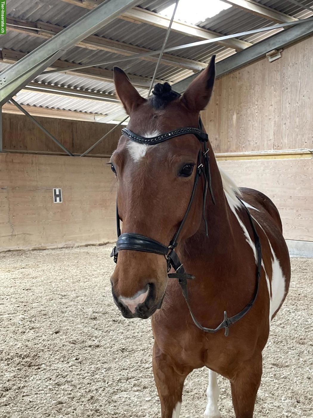 Bild 2: Criollo Wallach, Polo Pony, 11-jährig, zu verkaufen
