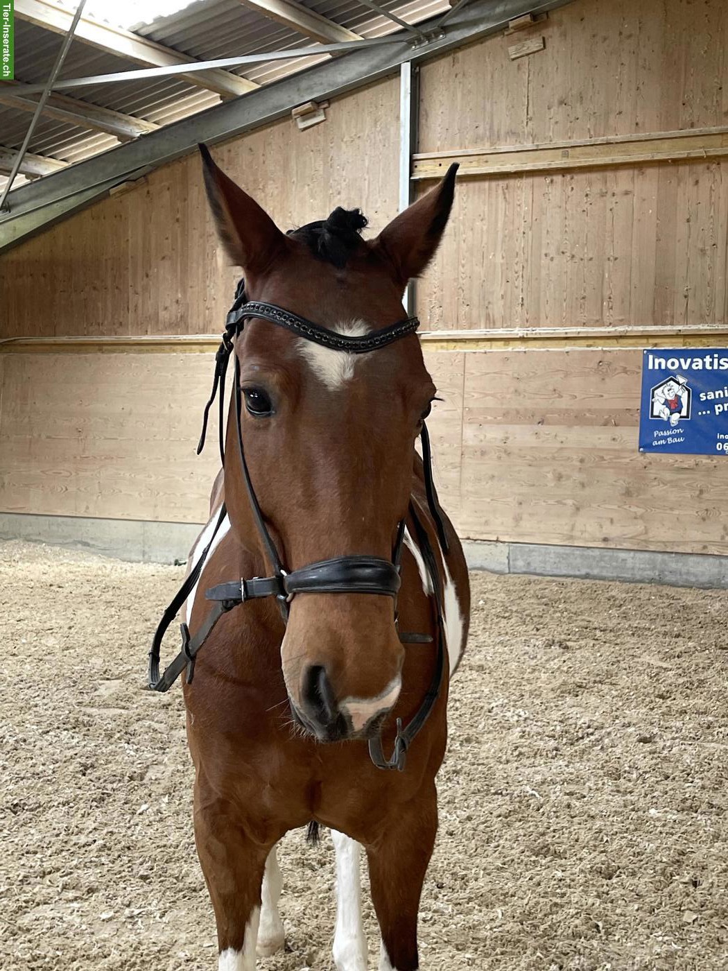 Bild 3: Criollo Wallach, Polo Pony, 11-jährig, zu verkaufen