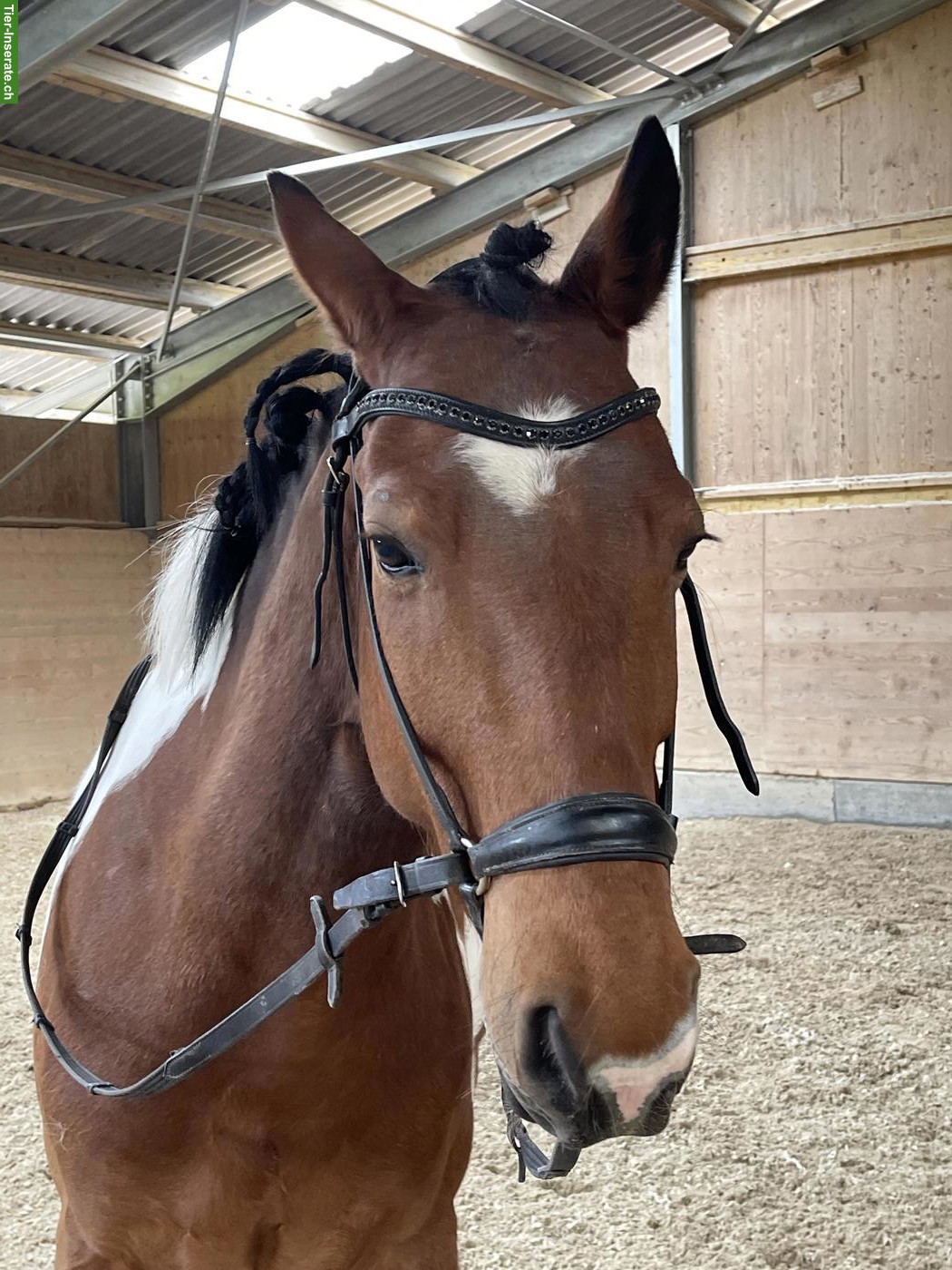 Bild 4: Criollo Wallach, Polo Pony, 11-jährig, zu verkaufen