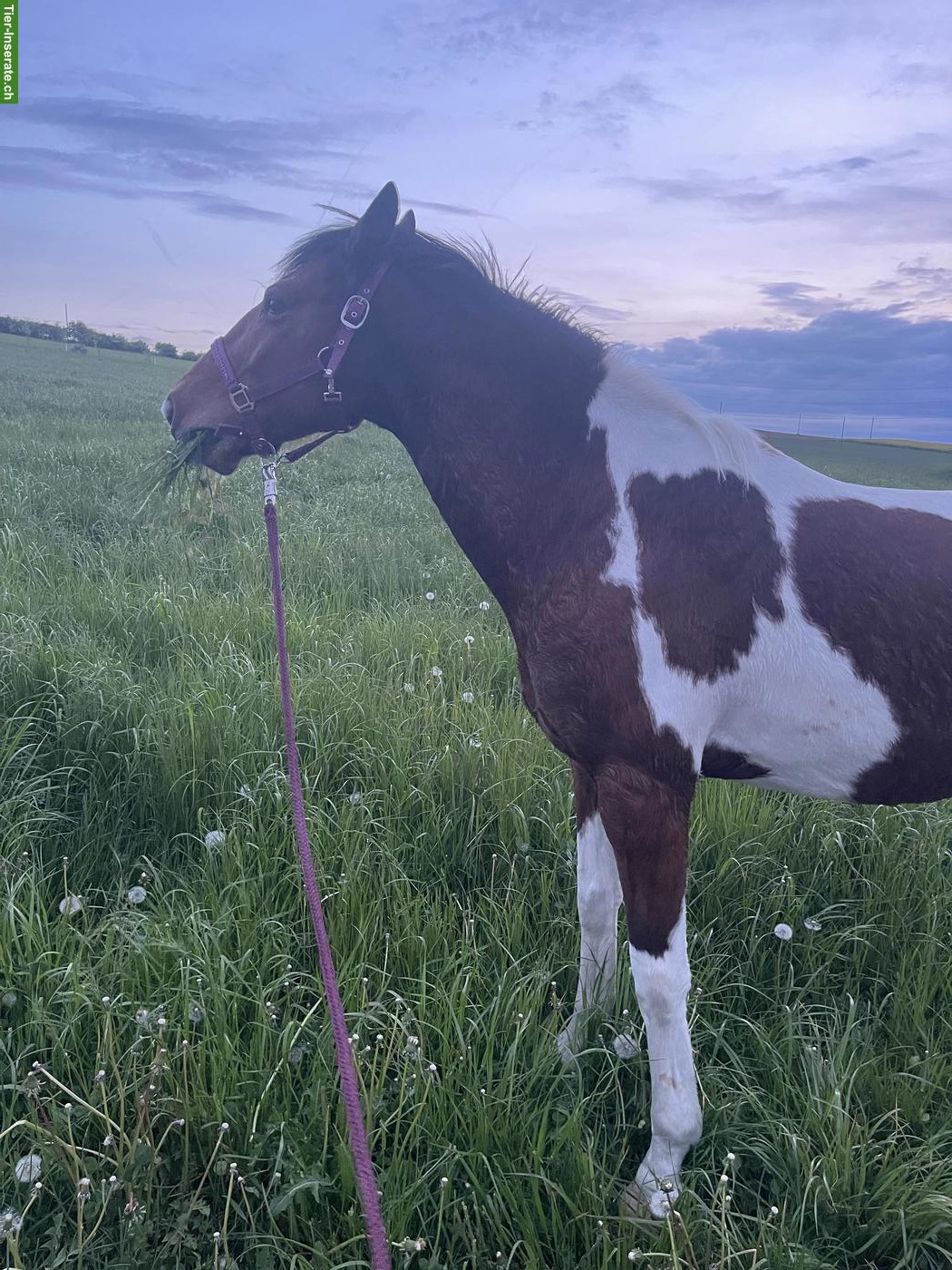 Bild 5: Criollo Wallach, Polo Pony, 11-jährig, zu verkaufen