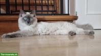Wunderschöner Heilige Birma Kater, 4-jährig