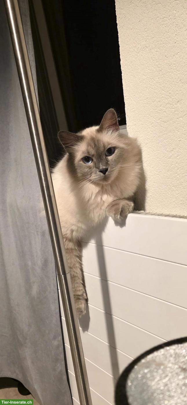 Bild 2: Wunderschöner Heilige Birma Kater, 4-jährig