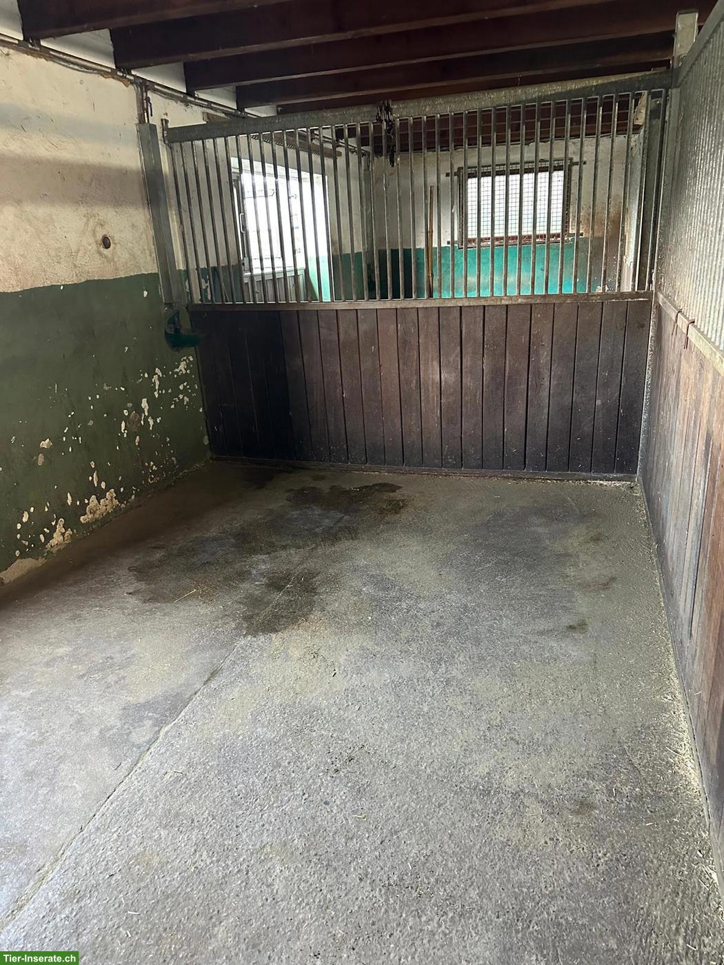 Bild 4: 2 Paddockboxen in Vollpension ab 1. Aug. zu vermieten