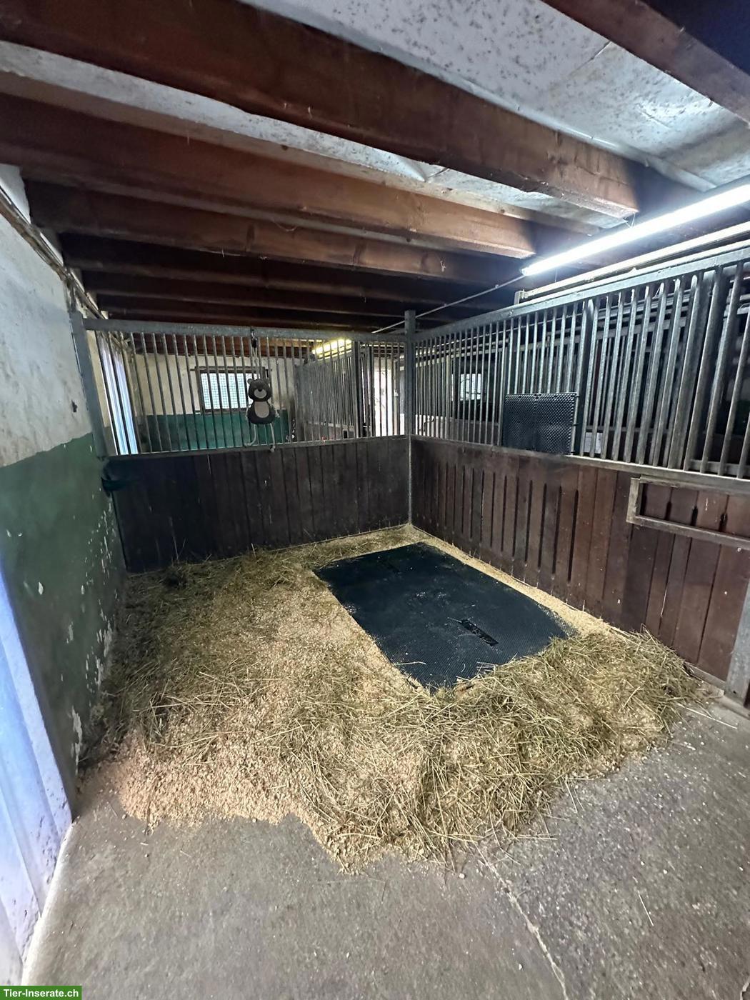 Bild 5: 2 Paddockboxen in Vollpension ab 1. Aug. zu vermieten