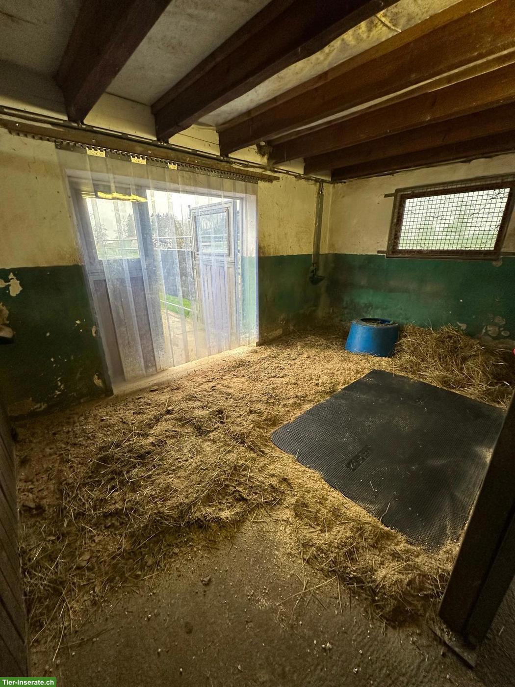 Bild 6: 2 Paddockboxen in Vollpension ab 1. Aug. zu vermieten