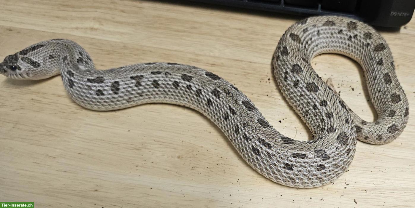 Hakennasennattern Adult abzugeben