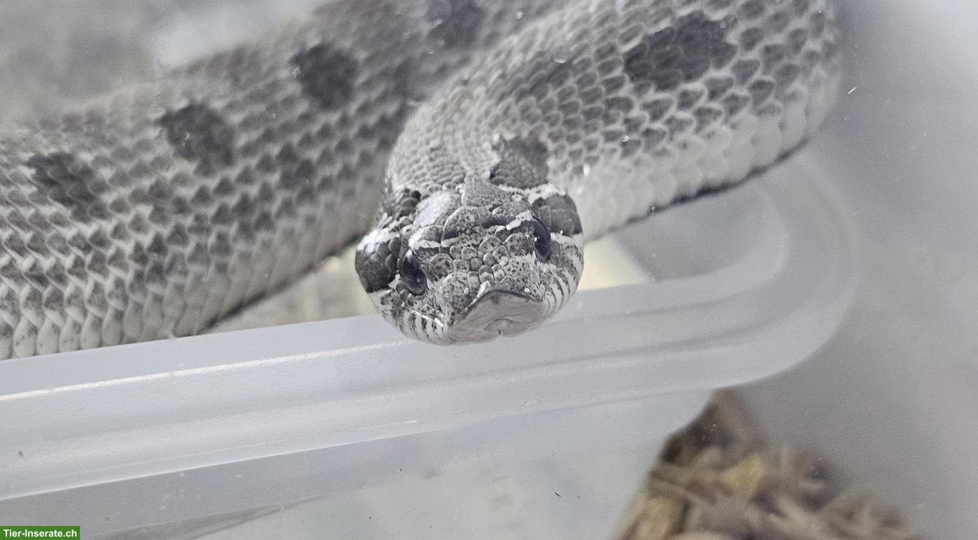 Bild 2: Hakennasennattern Adult abzugeben