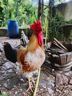Freundlicher Hahn sucht Zuhause