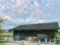 Offenstallplätze frei für robuste Pferderassen bis 155cm