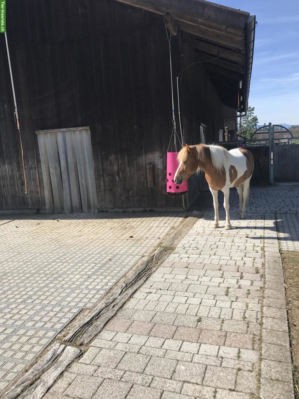 Bild 2: Offenstallplätze frei für robuste Pferderassen bis 155cm